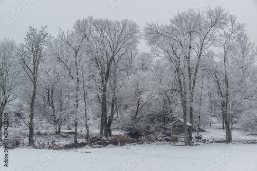 Frozen Trees © Jon Stecker