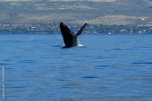 Humpback whale breaching.