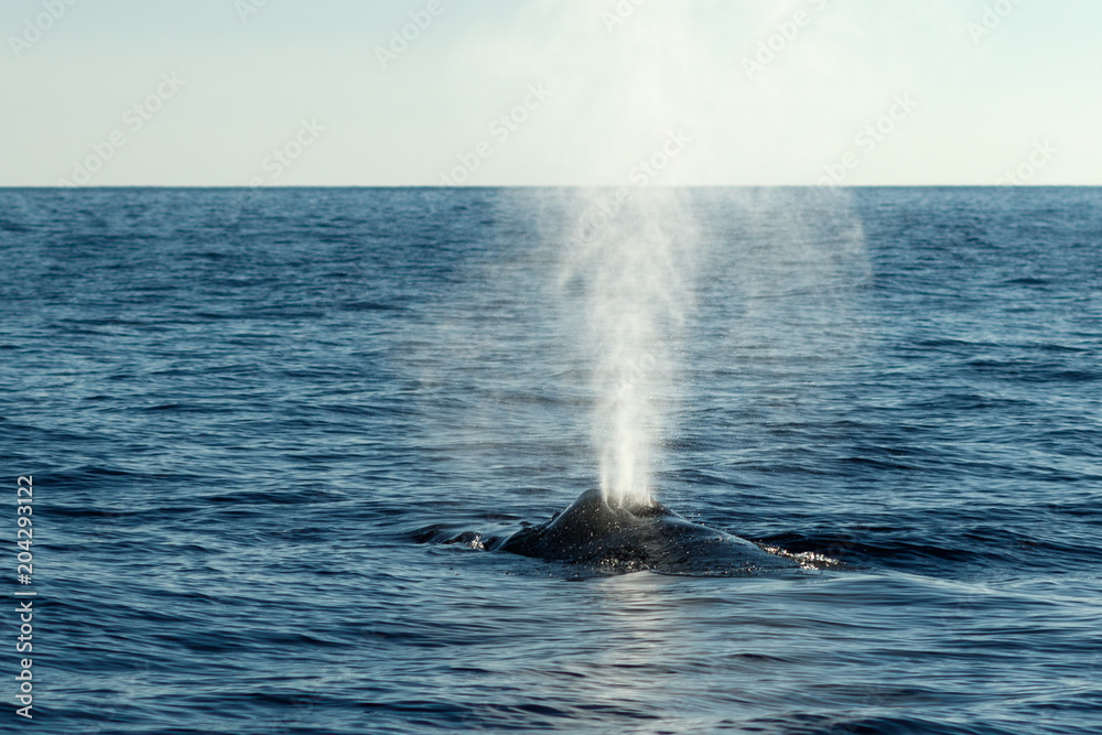 Naklejka premium Humpback whale blowing or spouting.