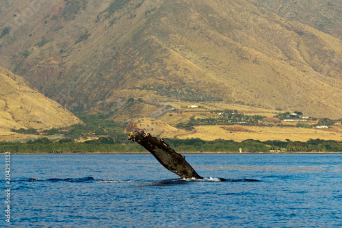 Humpback whale pectoral fin. © davidhoffmann.com