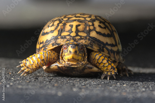 turtle