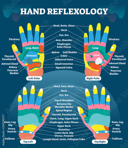 Hand reflexology massage therapy medical vector illustration chart. Human well being system. Inner organs and glands diagram.