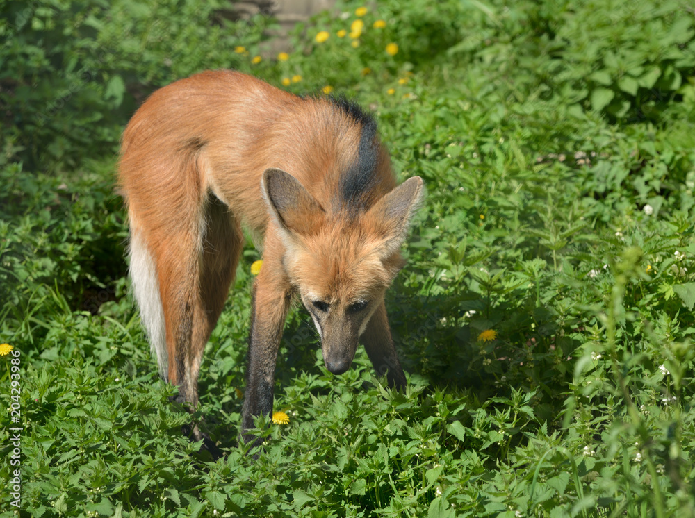 Obraz premium Wilk grzywiasty (Chrysocyon brachyurus), wykazuje niewielkie podobieństwa do lisa rudego, chociaż należy do innego rodzaju