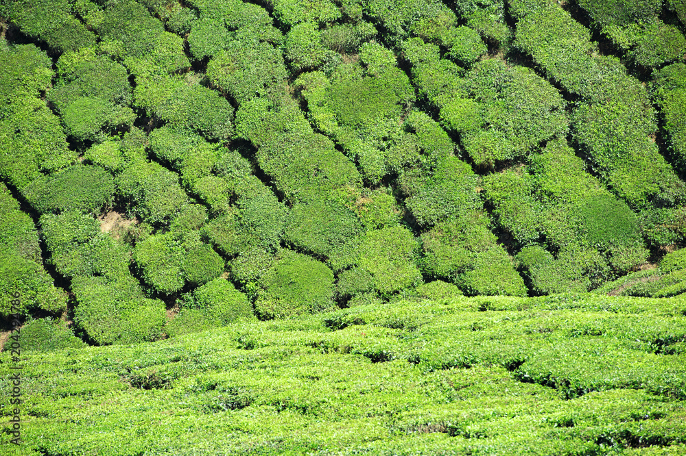 Beautiful expanse of green tea plantations grown in terraces on the hills of Darjeeling, India. Beautiful expanse of green tea plantations grown in terraces on the hills of Darjeeling, India.