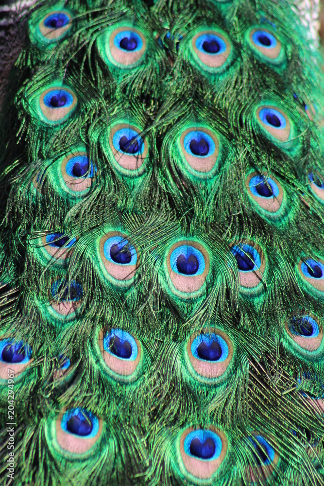 Fototapeta premium Tail of the peacock
