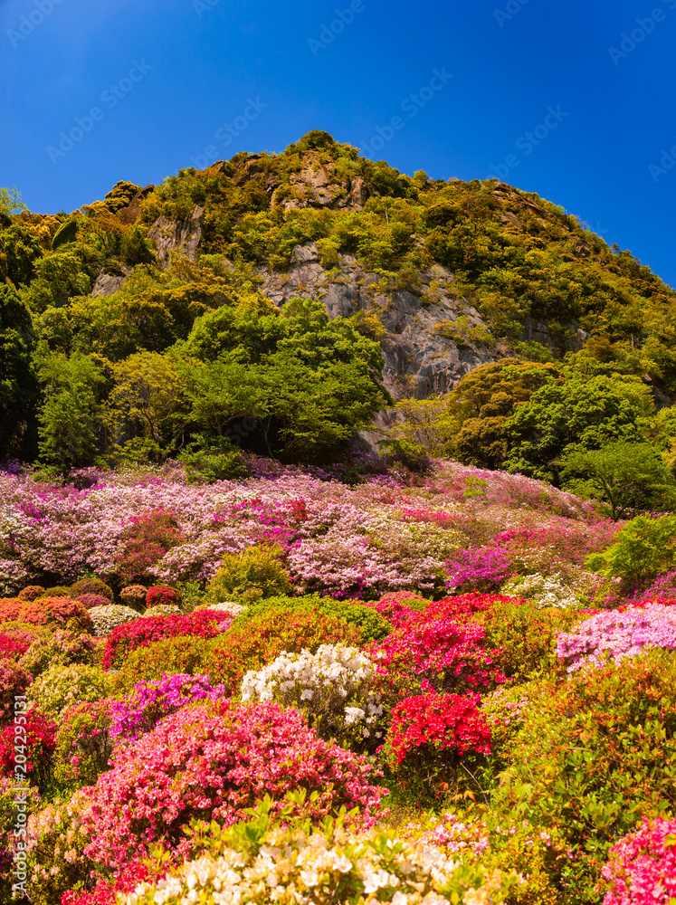 御船山_新緑とツツジ
