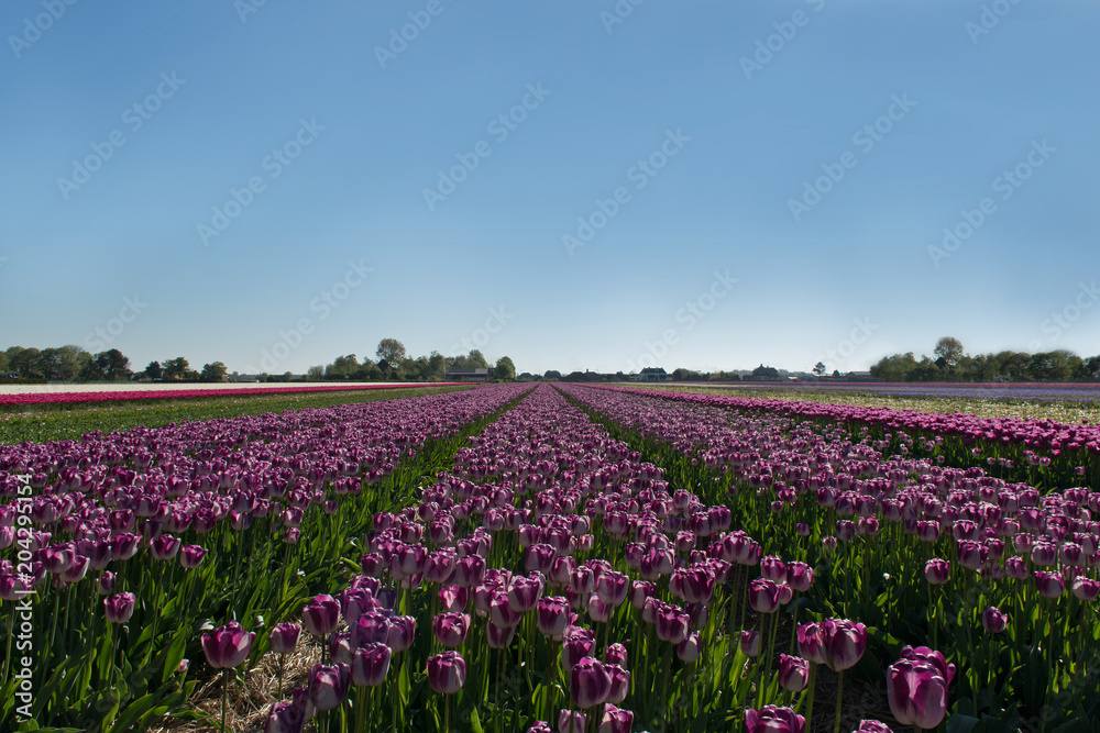 Tulip field in Egmond, The Netherlands