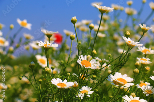 summer flowers landscape