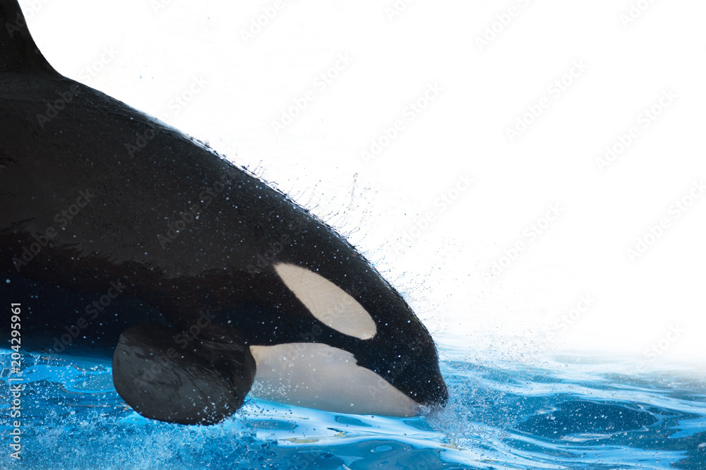 Obraz premium Killer whale jumping and splashing on the water on white isolated background