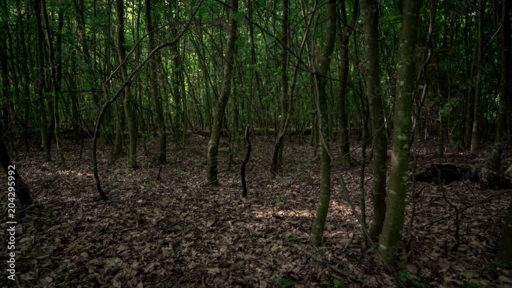 Grüner Wald im Frühling 4K Zeitraffer Grüner Wald im Frühling 4K Zeitraffer