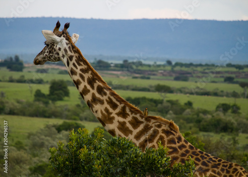a little bird on a neck of a Giraffe  Masai Mara Kenya