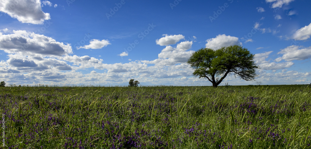Flowery landscape, La Pampa, Argentina