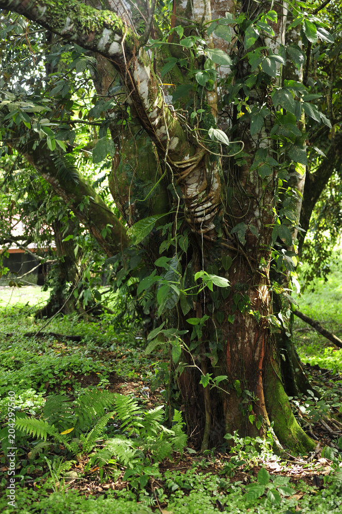 Fototapeta premium Epiphytes, or plants that grown on plants, are common in a tropical ecosystem.