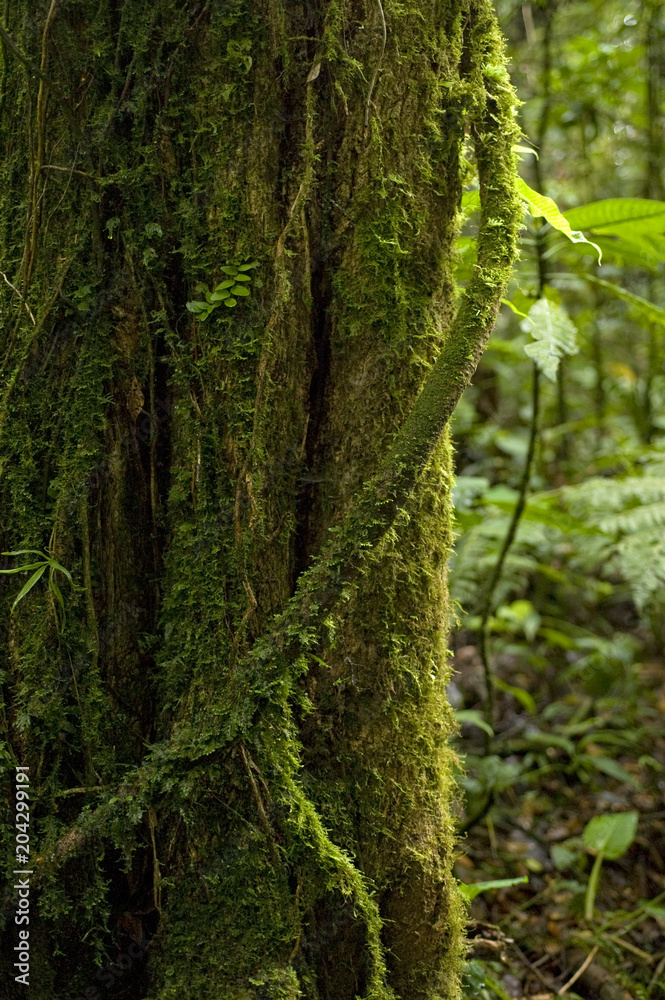 A moss-covered aerial root wraps around a tree trunk in the Monteverde Cloud Forest Preserve A moss-covered aerial root wraps around a tree trunk in the Monteverde Cloud Forest Preserve