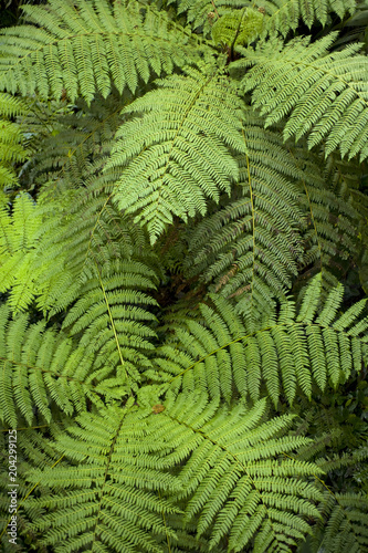 Fern fronds as seen from above in Monteverde Cloud Forest Reserve.
