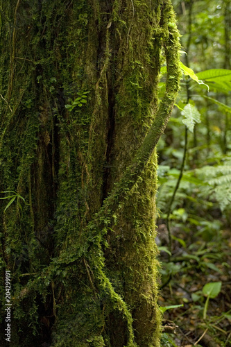 A moss-covered aerial root wraps around a tree trunk in the Monteverde Cloud Forest Preserve