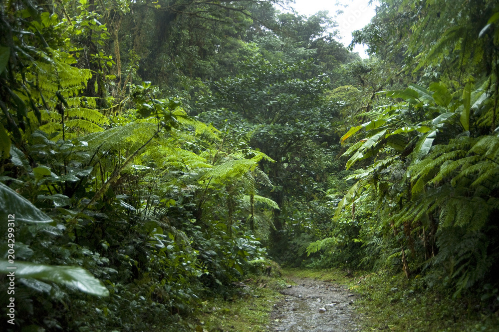 Lush, green foliage surrounds the numerous hiking trails in Monteverde Cloud Forest in Costa Rica. Lush, green foliage surrounds the numerous hiking trails in Monteverde Cloud Forest in Costa Rica.