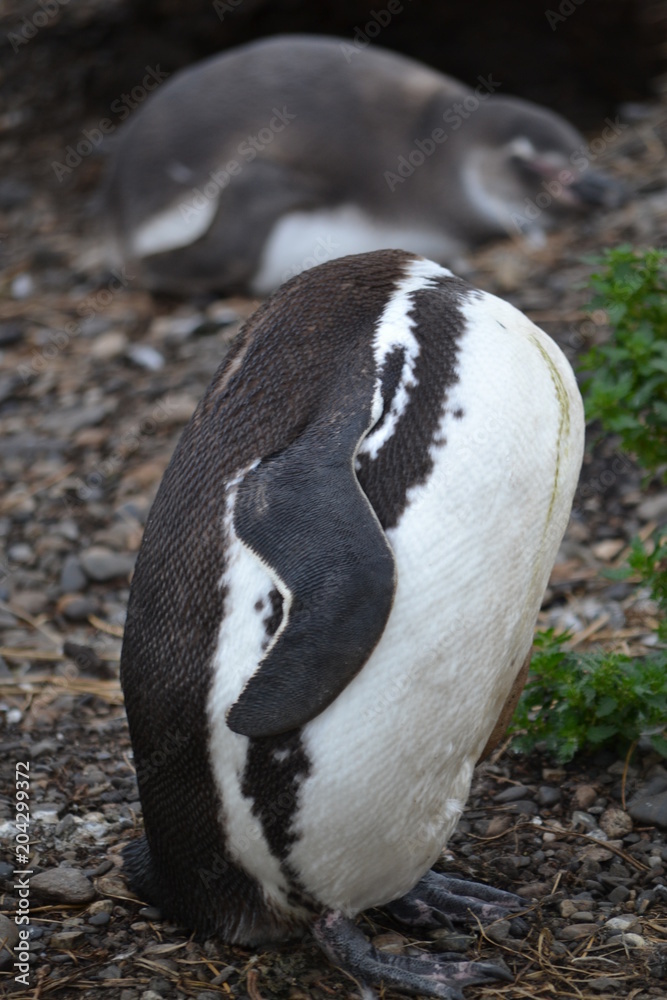 Naklejka premium pinguim cabeça