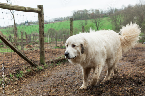 Fototapeta Naklejka Na Ścianę i Meble -  Great Pyrenees walking on farm