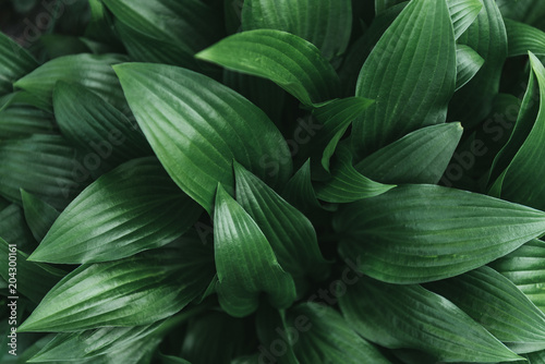 Fényképezés Full frame image of hosta leaves background