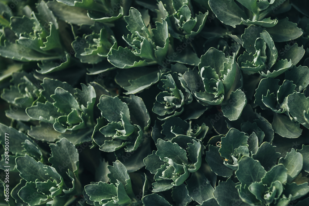 full frame image of succulents leaves background