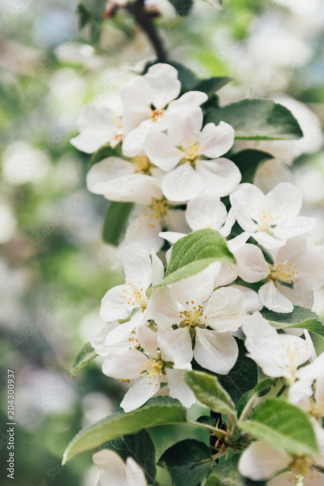 close up view of white apple tree bloom with leaves close up view of white apple tree bloom with leaves