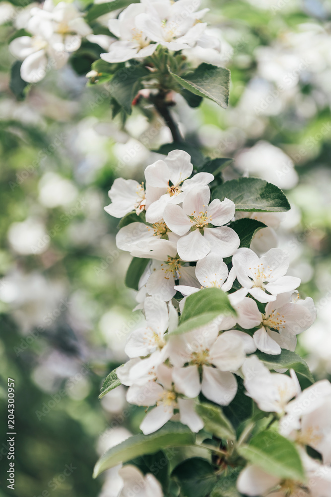 close up view of apple tree flowers with leaves close up view of apple tree flowers with leaves