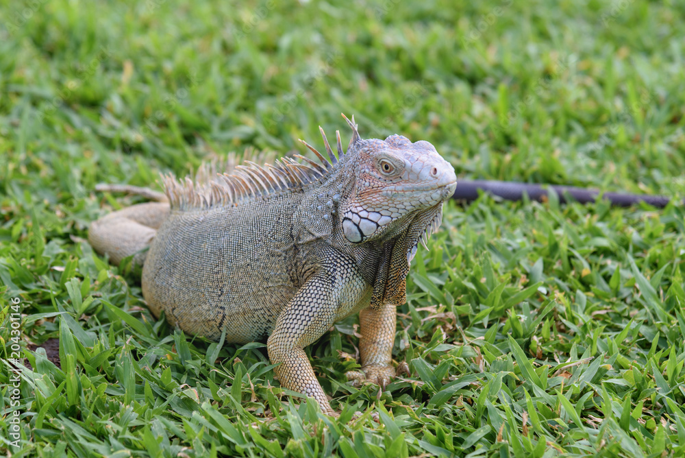 Close up of an Iguana on the grass Close up of an Iguana on the grass
