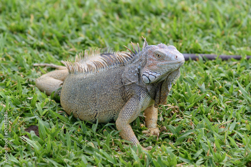 Close up of an Iguana on the grass