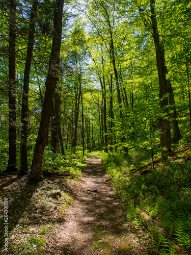 Fototapeta Naklejka Na Ścianę i Meble -  Hiking Trail Through Lush Green Forest