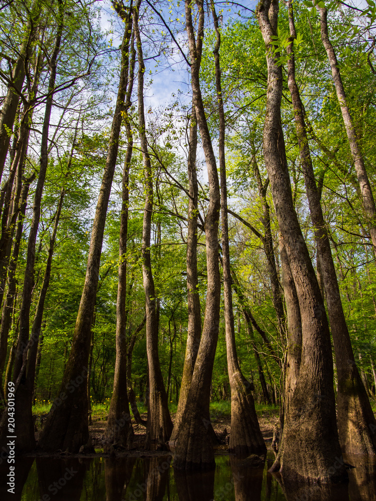 Fototapeta premium Tree Lined Banks of Cedar Creek, Congaree National Park