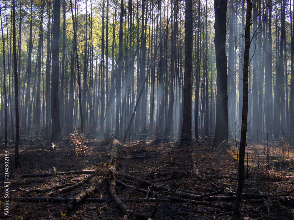 Obraz premium Morning Fog and Smoke in Burnt Forest from Controlled Burn