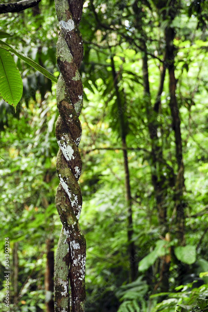 Fototapeta premium Aerial roots in Costa Rica's Tirimbina Biological Reserve.