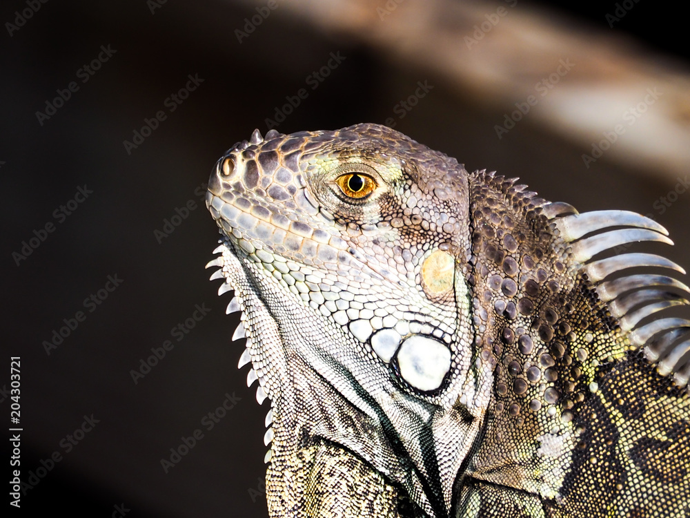 Fototapeta premium Iguana Lizard Close-Up
