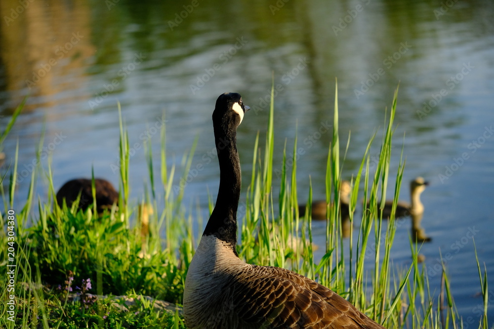 Obraz premium Canada goose