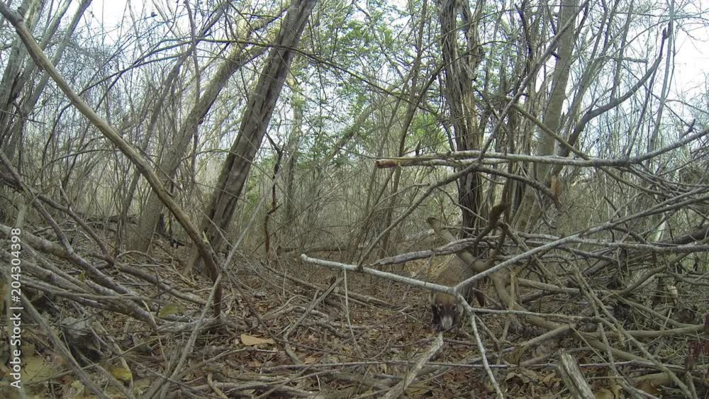 Cute South American coati kissing the camera trap , Chamela, Mexico Cute South American coati kissing the camera trap , Chamela, Mexico