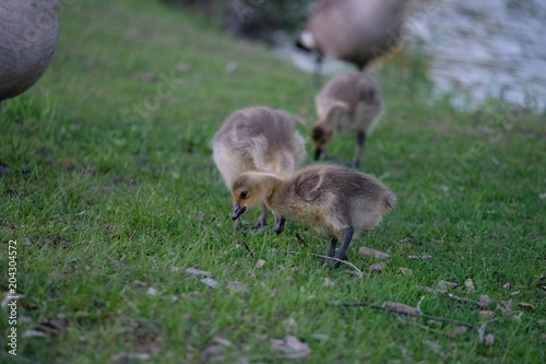 Baby geese © Robert