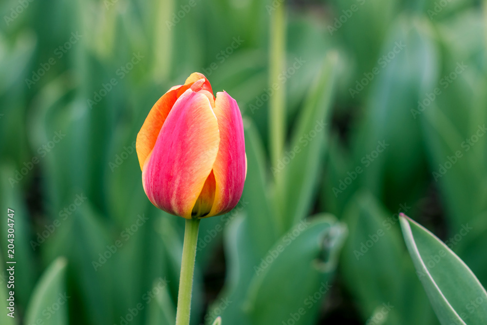 Tulips are blooming on a blurring background Tulips are blooming on a blurring background