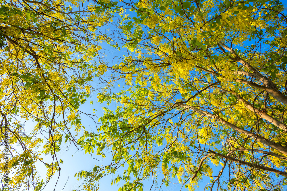 Fototapeta premium Cassia Fistula at Park in on blue sky background in Thailand.