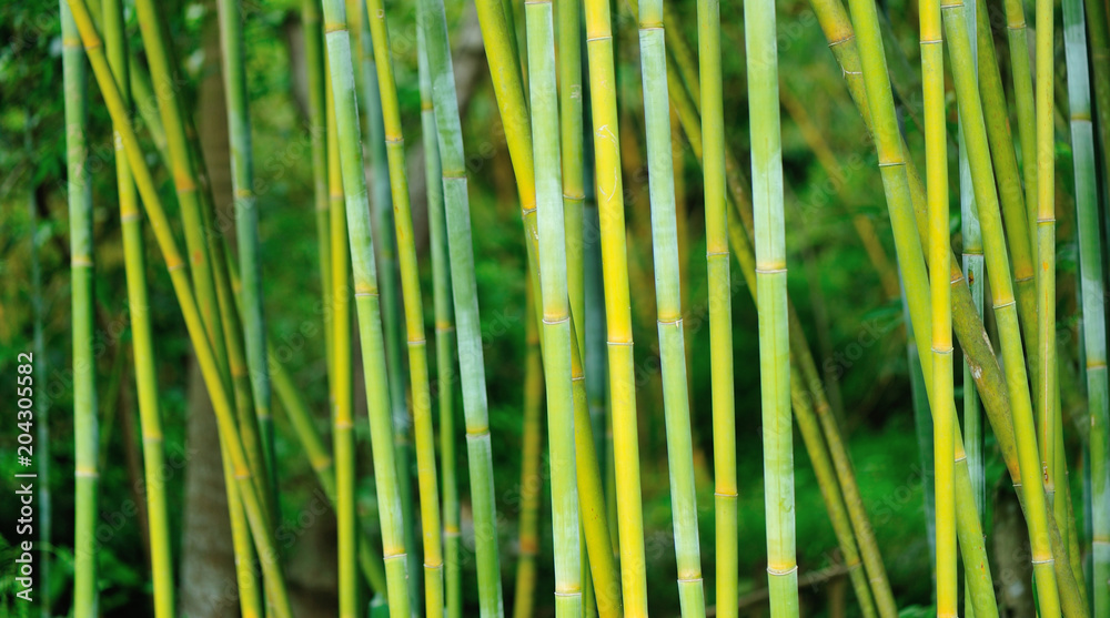 bamboo trees in garden bamboo trees in garden