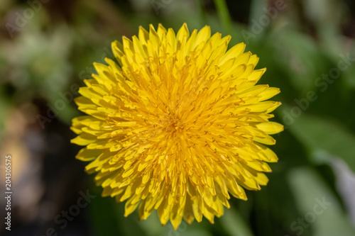 Dandelion flower macro