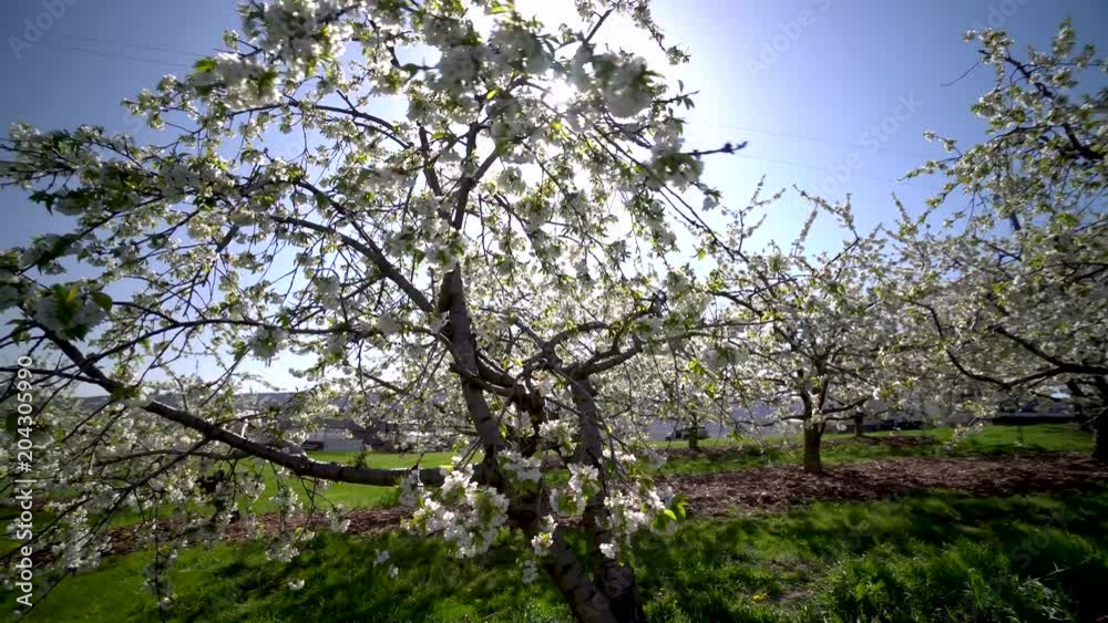 Closeup steadicam orbit of backlit cherry blossoms with the sun peaking through creating lens flares. Closeup steadicam orbit of backlit cherry blossoms with the sun peaking through creating lens flares.