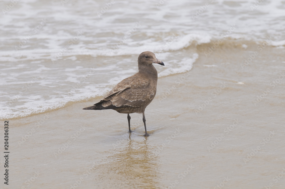 Seagull hanging on the beach, Ensenada Baja California. Mexico Seagull hanging on the beach, Ensenada Baja California. Mexico