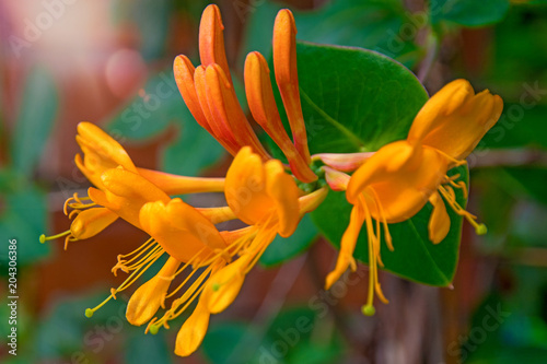 bright yellow flower grows up on the building, climb up it. lots of petals and stamens. photo