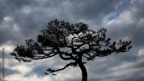 old pine silhouette © jeagun