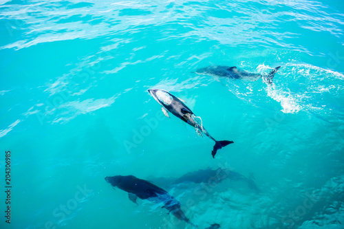 Dusky dolphins seen while whale watching close to Kaikoura, New Zealand © Philipp