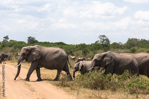 Three elephants crossing the road. Masai Mara  Kenya
