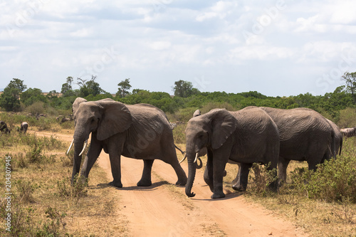 Three elephants cross the road. Masai Mara, Kenya