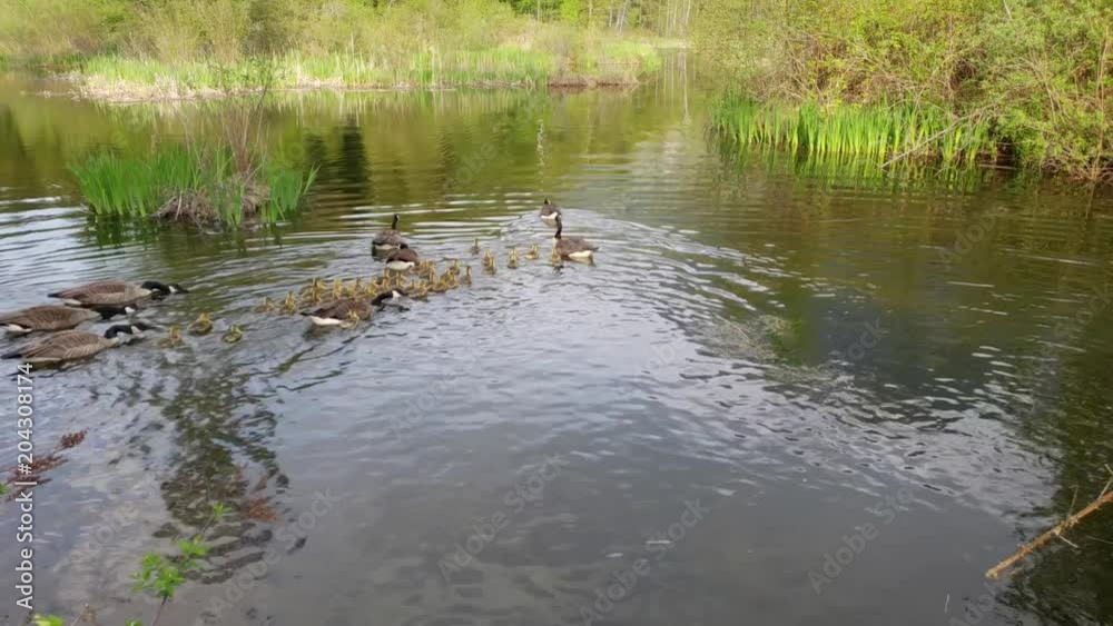 Newborn Canada Goslings surrounded with adult geese swimming away in Cheam Lake Wetlands Regional Park, Rosedale, British Columbia, Canada Newborn Canada Goslings surrounded with adult geese swimming away in Cheam Lake Wetlands Regional Park, Rosedale, British Columbia, Canada