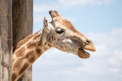 Giraffe poking head out of stable © Tobias